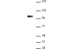CTCF pAb tested by Western blot. (CTCF anticorps  (N-Term))