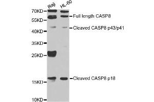 Western blot analysis of extracts of various cell lines, using CASP8 antibody. (Caspase 8 anticorps)