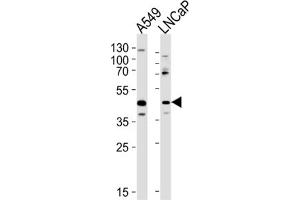 Western Blotting (WB) image for anti-Gametogenetin (GGN) antibody (ABIN3004762)
