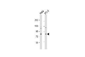 All lanes : Anti-KCTD3 Antibody (C-term) at 1:1000 dilution Lane 1: Hela whole cell lysate Lane 2: PC-3 whole cell lysate Lysates/proteins at 20 μg per lane. (KCTD3 anticorps  (C-Term))