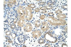 RAVER1 antibody was used for immunohistochemistry at a concentration of 4-8 ug/ml to stain Epithelial cells of renal tubule (arrows) in Human Kidney. (RAVER1 anticorps  (N-Term))