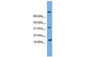 PLA2G2E antibody used at 2.