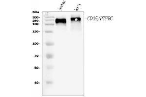 Western blot analysis of CD45 using anti-CD45 antibody (ABIN3043913).