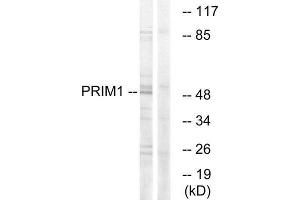 Western Blotting (WB) image for anti-Primase, DNA, Polypeptide 1 (49kDa) (PRIM1) (C-Term) antibody (ABIN1851241) (PRIM1 anticorps  (C-Term))