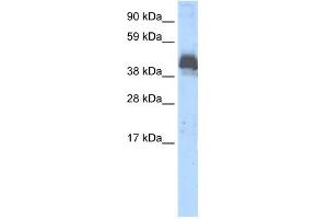 WB Suggested Anti-ZNF297B Antibody Titration:  0. (ZBTB43 anticorps  (Middle Region))