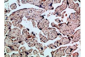 Immunohistochemical analysis of paraffin-embedded Human-placenta, antibody was diluted at 1:100 (FLT4 anticorps  (AA 720-760))