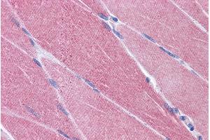 ABIN185468 (3. (CREB3L1 anticorps  (C-Term))