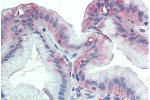 Anti-GLG1 antibody  ABIN960783 IHC staining of human stomach. (GLG1 anticorps  (Internal Region))