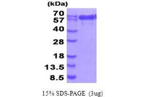 SDS-PAGE (SDS) image for N-Myristoyltransferase 1 (NMT1) (AA 1-496) protein (His tag) (ABIN5854035)