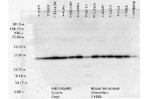 Western Blot analysis of Human Cell lysates showing detection of Hsp40 protein using Mouse Anti-Hsp40 Monoclonal Antibody, Clone 3B9. (DNAJB1 anticorps  (HRP))