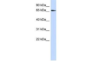 WB Suggested Anti-SRC Antibody Titration:  0.