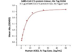 Immobilized SARS-CoV-2 S protein trimer, His Tag (ABIN6992378) at 1 μg/mL (100 μL/well) can bind Human ACE2, Fc Tag (ABIN6952459,ABIN6952465) with a linear range of 0. (SARS-CoV-2 Spike Protein (B.1.351 - beta, Trimer) (His tag))