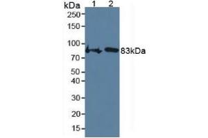Rabbit Detection antibody from the kit in WB with Positive Control: Mouse heart tissue.