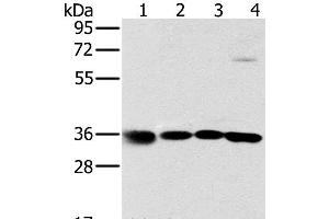 Western Blot analysis of 293T, K562, 231 and hela cell using MRPL39 Polyclonal Antibody at dilution of 1:600