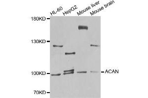 Western blot analysis of extracts of various cell lines, using ACAN antibody (ABIN5996442) at 1/1000 dilution. (Aggrecan anticorps)