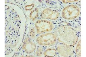 Immunohistochemistry of paraffin-embedded human kidney tissue using ABIN7168635 at dilution of 1:100 (Sclerostin anticorps  (AA 24-213))