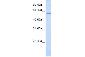 SLC1A1 antibody used at 1 ug/ml to detect target protein.