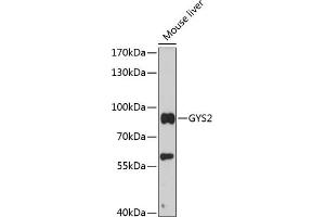Western blot analysis of extracts of mouse liver, using GYS2 antibody (ABIN6129730, ABIN6141549, ABIN6141550 and ABIN6216850) at 1:3000 dilution. (Glycogen Synthase 2 anticorps  (AA 594-703))
