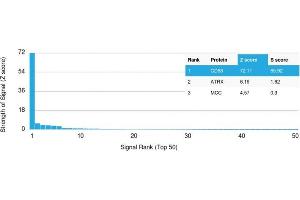 Analysis of Protein Array containing >19,000 full-length human proteins using CD68 Mouse Monoclonal Antibody (C68/2709) Z- and S- Score: The Z-score represents the strength of a signal that a monoclonal antibody (MAb) (in combination with a fluorescently-tagged anti-IgG secondary antibody) produces when binding to a particular protein on the HuProtTM array. (CD68 anticorps  (AA 150-221))