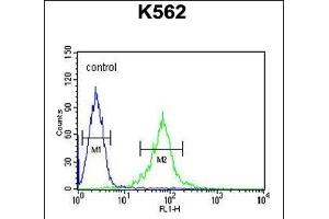 GAS2L1 Antibody (C-term) (ABIN654192 and ABIN2844043) flow cytometric analysis of K562 cells (right histogram) compared to a negative control cell (left histogram).