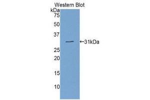 Western Blotting (WB) image for anti-Electron-Transfer-Flavoprotein, alpha Polypeptide (ETFA) (AA 34-295) antibody (ABIN1858742) (ETFA anticorps  (AA 34-295))
