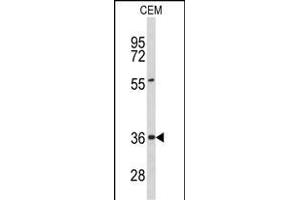 Western blot analysis of PEX16 Antibody (Center) (ABIN653096 and ABIN2842688) in CEM cell line lysates (35 μg/lane). (PEX16 anticorps  (AA 247-275))
