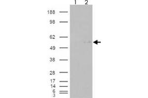 293 overexpressing GCNT3 and probed with GCNT3 polyclonal antibody  (mock transfection in first lane), tested by Origene. (GCNT3 anticorps  (AA 273-284))