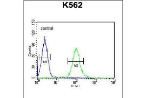 Flow cytometric analysis of K562 cells (right histogram) compared to a negative control cell (left histogram). (UBAC1 anticorps  (C-Term))