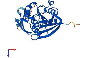 AlphaFold protein structure predicition of Human Recombinant METTL21A Protein, UniprotID Q8WXB1