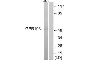 Western blot analysis of extracts from LOVO cells, using GPR103 antibody. (QRFPR anticorps  (Internal Region))