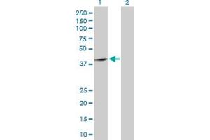 Western Blot analysis of PRKAB1 expression in transfected 293T cell line by PRKAB1 MaxPab polyclonal antibody.