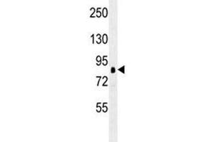 RPS6KA1 antibody western blot analysis in K562 lysate.