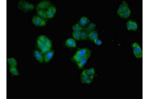 Immunofluorescent analysis of HepG2 cells using ABIN7151747 at dilution of 1:100 and Alexa Fluor 488-congugated AffiniPure Goat Anti-Rabbit IgG(H+L)