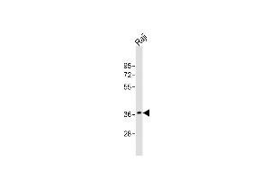 Anti-RASSF2 Antibody (N-Term)at 1:2000 dilution + Raji whole cell lysates Lysates/proteins at 20 μg per lane.