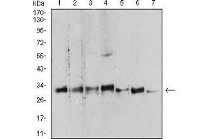 Western blot analysis using YWHAB mouse mAb against Hela (1), NIH/3T3 (2), C6 (3), A431 (4), K562 (5), PC-12 (6), and U937 (7) cell lysate.