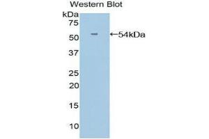 Western Blotting (WB) image for anti-Angiopoietin-Like 3 (ANGPTL3) (AA 17-460) antibody (ABIN1858004) (ANGPTL3 anticorps  (AA 17-460))