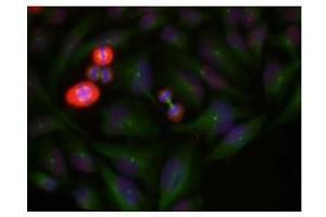 Image no. 1 for anti-Jun Proto-Oncogene (JUN) (pThr239) antibody (ABIN196653) (C-JUN anticorps  (pThr239))