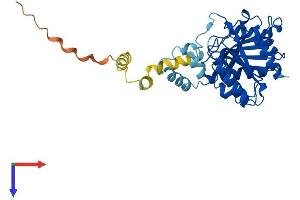 Abhydrolase Domain Containing 12B (ABHD12B) (AA 1-362) protein (His tag)