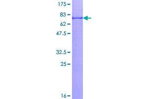Image no. 1 for Cyclin A2 (CCNA2) (AA 1-432) protein (GST tag) (ABIN1348430)