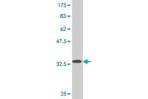 Western Blot detection against Immunogen (33.