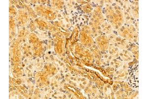 ABIN6261329 and ABIN6273042 at 1/100 staining Rat kidney tissue by IHC-P. (DNAJB14 anticorps  (C-Term))