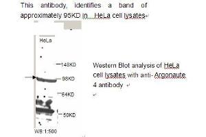 Image no. 1 for anti-Eukaryotic Translation Initiation Factor 2C, 4 (EIF2C4) antibody (ABIN790840) (AGO4 anticorps)