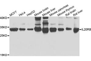 Western blot analysis of extracts of various cell lines, using IL20RB antibody. (IL20RB anticorps)