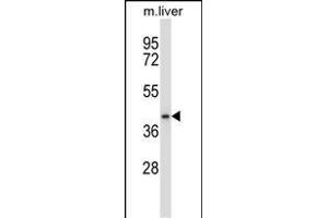 DGT1 Antibody (N-term) (ABIN657891 and ABIN2846843) western blot analysis in mouse liver tissue lysates (35 μg/lane). (DPAGT1 anticorps  (N-Term))