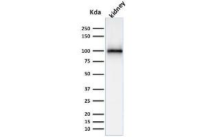 Western Blot Analysis of kidney tissue lysate using CD10 Mouse Monoclonal Antibody (MME/1870).
