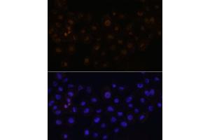 Immunofluorescence analysis of  cells using HEY1 antibody (ABIN7267558) at dilution of 1:100. (HEY1 anticorps  (AA 50-150))
