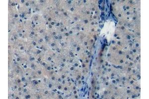 Detection of FDPS in Porcine Liver Tissue using Polyclonal Antibody to Farnesyl Diphosphate Synthase (FDPS)