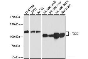 Western blot analysis of extracts of various cell lines using PIDD Polyclonal Antibody at dilution of 1:1000. (PIDD anticorps)