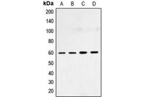 Western blot analysis of SMAD4 expression in HepG2 (A), HeLa (B), NIH3T3 (C), COS7 (D) whole cell lysates.
