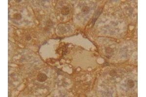 IHC-P analysis of Mouse Liver Tissue, with DAB staining. (SERPINA1 anticorps  (AA 25-413))